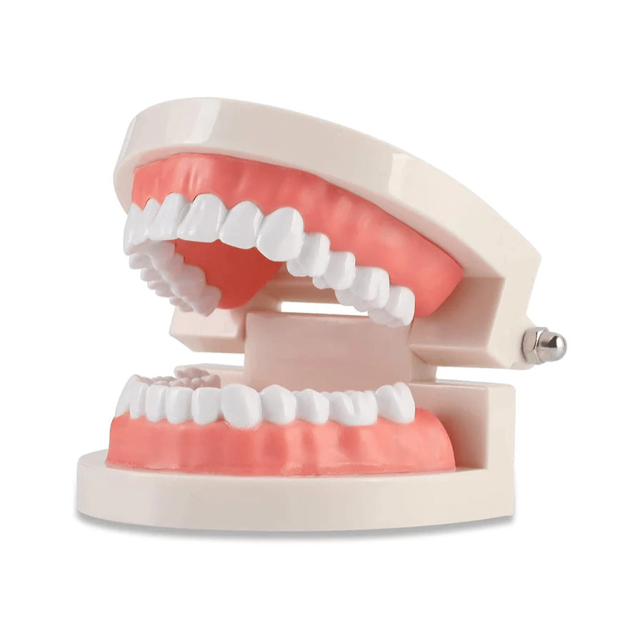 Dental Teeth Model, Standard Tooth Model - Smile360 Teeth Whitening